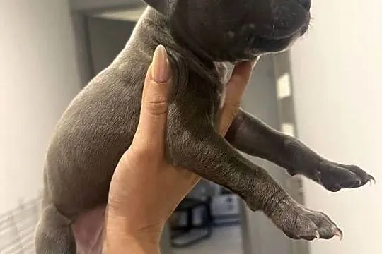 Piękne amstaffy blue !, Mazowieckie, Radom