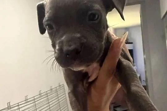 Piękne amstaffy blue !, Mazowieckie, Radom