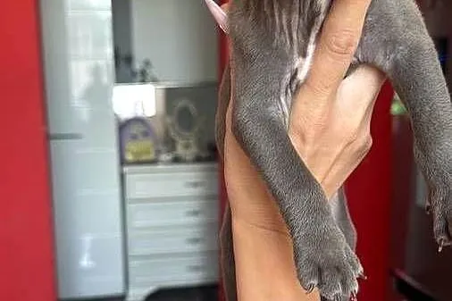 Piękne amstaffy blue !, Mazowieckie, Radom