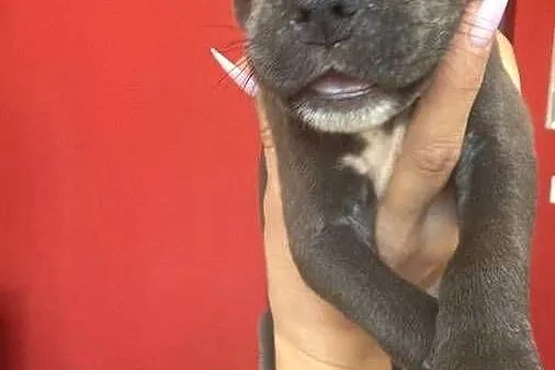 Piękne amstaffy blue !, Mazowieckie, Radom