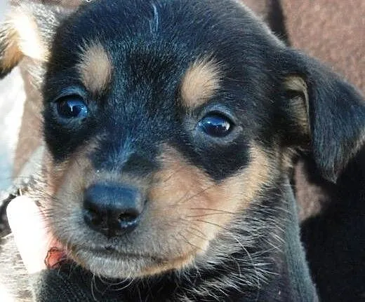 Malutki kochany szczeniak Kazio pilnie ADOPCJA, m