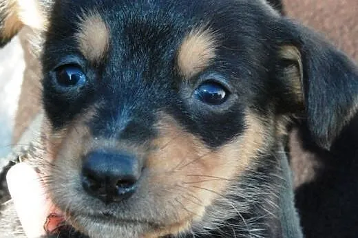 Malutki kochany szczeniak Kazio pilnie ADOPCJA,  m