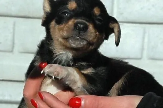 Malutki kochany szczeniak Kazio pilnie ADOPCJA,  m
