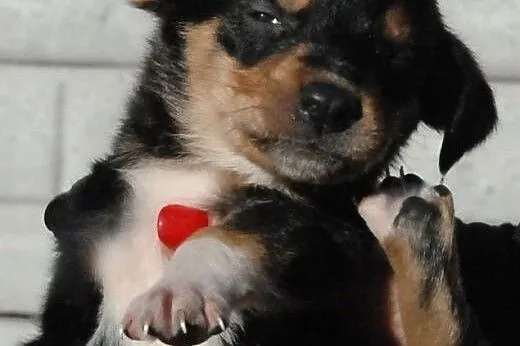 Malutki kochany szczeniak Kazio pilnie ADOPCJA,  m