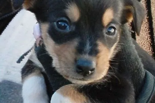 Malutki kochany szczeniak Kazio pilnie ADOPCJA,  m