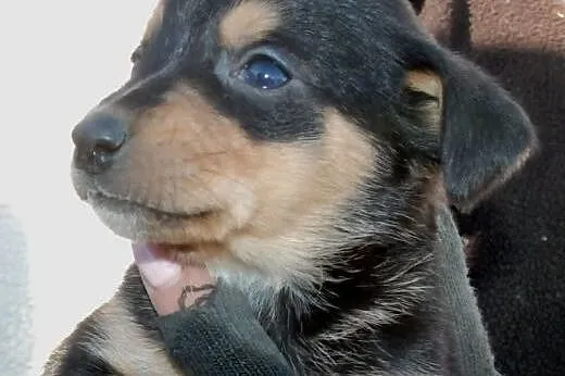 Malutki kochany szczeniak Kazio pilnie ADOPCJA,  m
