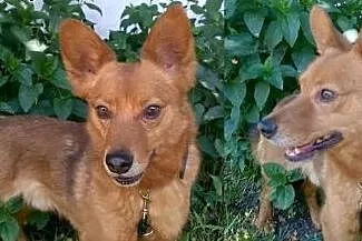 Mały, młodziutki Fox - grzeczny rudy lisek adopcja,  Kundelki cała Polska