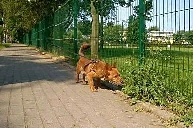 Mały, młodziutki Fox - grzeczny rudy lisek adopcja