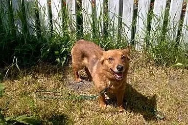 Mały, młodziutki Fox - grzeczny rudy lisek adopcja
