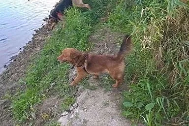 Mały, młodziutki Fox - grzeczny rudy lisek adopcja