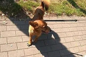 Mały, młodziutki Fox - grzeczny rudy lisek adopcja