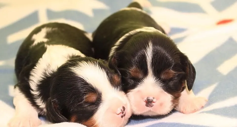 Cavalier king charles spaniel - szczenięta, szczen
