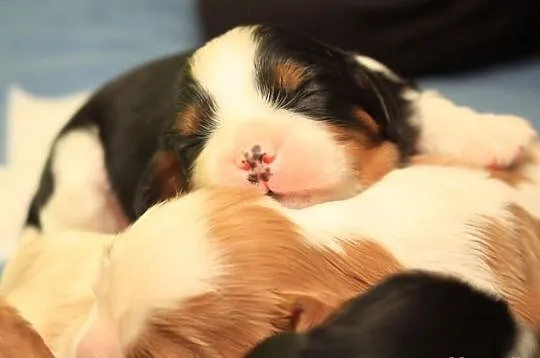 Cavalier king charles spaniel - szczenięta, szczen