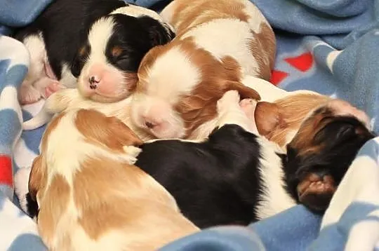 Cavalier king charles spaniel - szczenięta, szczen
