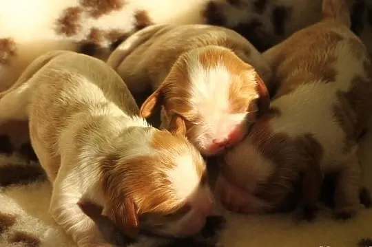 Cavalier king charles spaniel - szczenięta, szczen