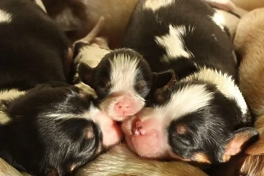 Cavalier king charles spaniel - szczenięta, szczen