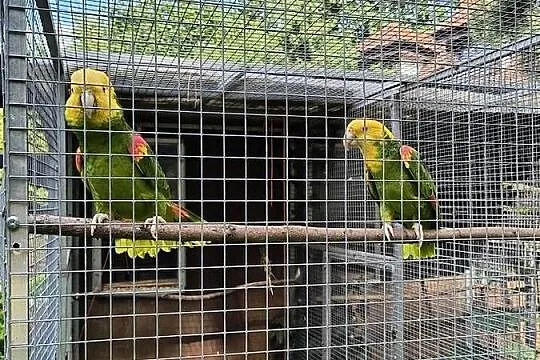 Amazonki oratrix, Mazowieckie, Legionowo