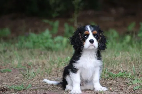 Piesek gotowy do odbioru Cavalier King Charles Spaniel Zkwp FCI, , Częstochowa