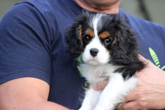 Piesek gotowy do odbioru Cavalier King Charles Spaniel Zkwp FCI, , Częstochowa