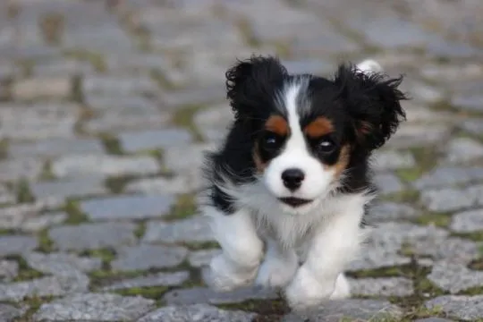 Piesek gotowy do odbioru Cavalier King Charles Spaniel Zkwp FCI, , Częstochowa
