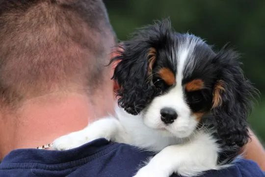 Piesek gotowy do odbioru Cavalier King Charles Spaniel Zkwp FCI, , Częstochowa