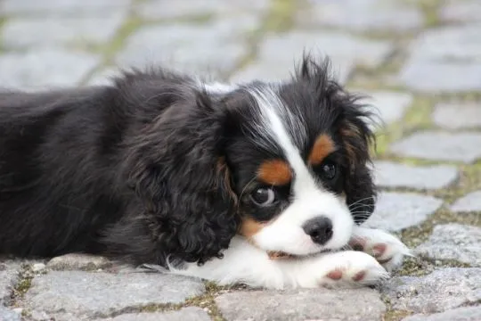 Piesek gotowy do odbioru Cavalier King Charles Spaniel Zkwp FCI, , Częstochowa