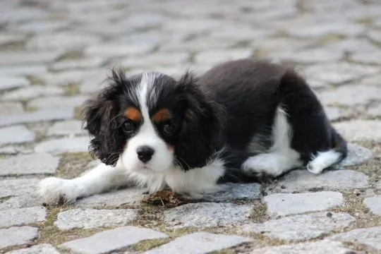 Piesek gotowy do odbioru Cavalier King Charles Spaniel Zkwp FCI, , Częstochowa