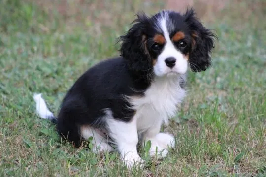 Piesek gotowy do odbioru Cavalier King Charles Spaniel Zkwp FCI