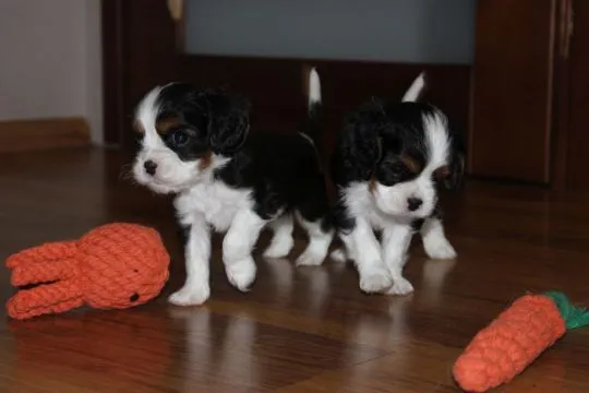 Szczeniak piesek Cavalier King Charles Spaniel Zkwp FCI, , Częstochowa