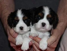 Szczeniak piesek Cavalier King Charles Spaniel Zkwp FCI