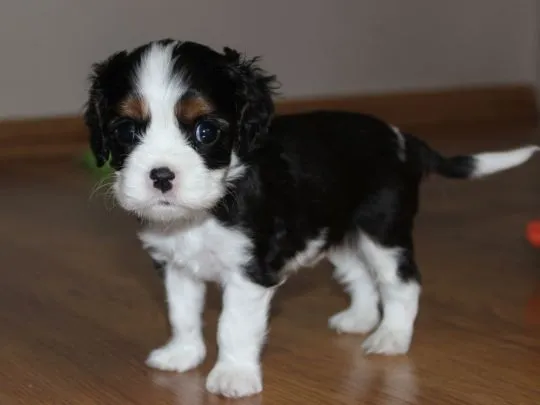 Szczeniak piesek Cavalier King Charles Spaniel Zkwp FCI, , Częstochowa