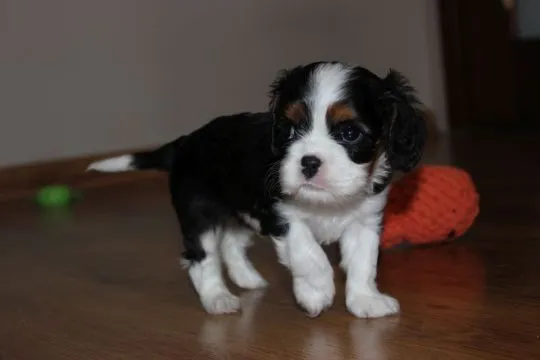 Szczeniak piesek Cavalier King Charles Spaniel Zkwp FCI, , Częstochowa