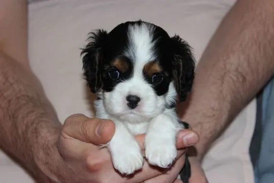 Szczeniak piesek Cavalier King Charles Spaniel Zkwp FCI, , Częstochowa