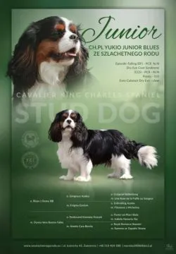 Szczeniak piesek Cavalier King Charles Spaniel Zkwp FCI, , Częstochowa