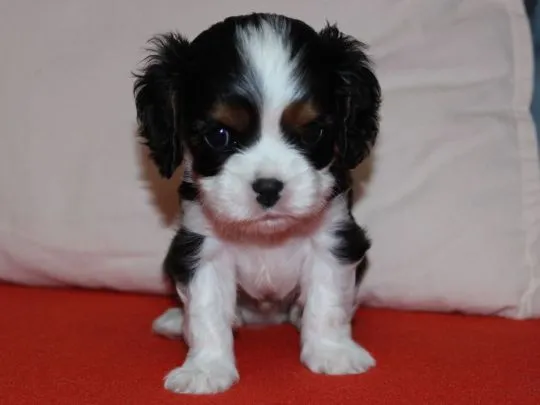 Szczeniak piesek Cavalier King Charles Spaniel Zkwp FCI, , Częstochowa