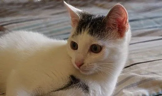 TOLA! kocie dziecko szuka swojego miejsca na ziemi