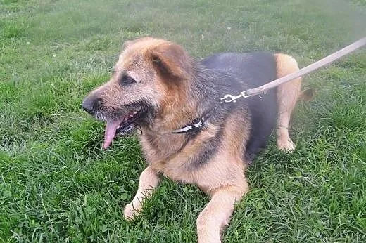 PRADA otyginalna, młoda, żywiołowa sunia szuka swego miejsca na Ziemii,  wielkopolskie Poznań