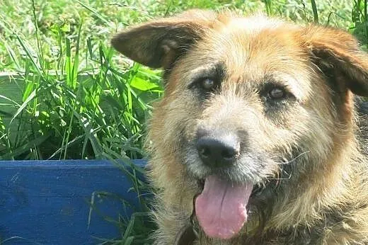 PRADA otyginalna, młoda, żywiołowa sunia szuka swe