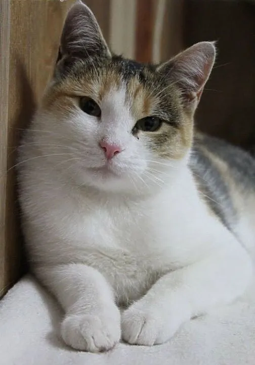 Śliczna, trójkolorowa kotka Tina do adopcji, łódz