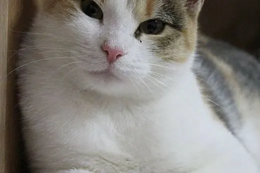 Śliczna, trójkolorowa kotka Tina do adopcji,  łódz