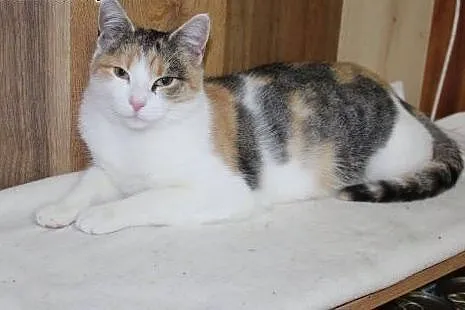 Śliczna, trójkolorowa kotka Tina do adopcji,  łódz