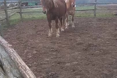 Sprzedam klacz zimnokwista, Mazowieckie, Gąbin