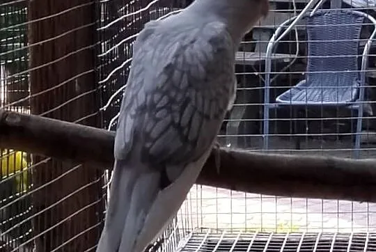Sprzedam papugi różne, Pomorskie, Kościerzyna