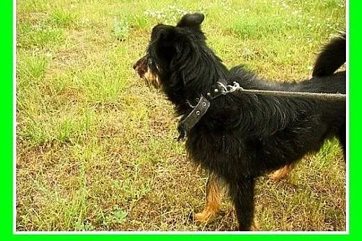 Terier mix,łagodny,wesoły,towarzyski piesek OKI 2.