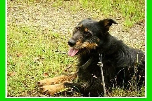 Terier mix,łagodny,wesoły,towarzyski piesek OKI 2.