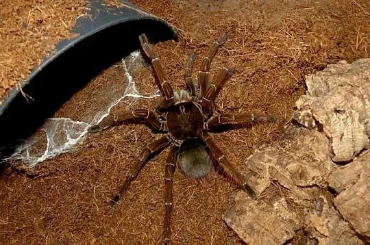 Theraphosa stirmi