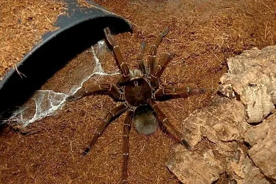 Theraphosa stirmi, Śląskie, Sosnowiec