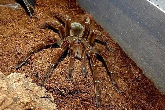 Theraphosa stirmi, Śląskie, Sosnowiec