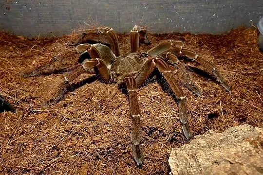 Theraphosa stirmi, Śląskie, Sosnowiec