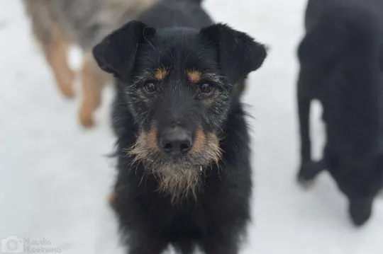 Disel - cudny, nieśmiały terrierek szuka domu!  Disel jest młodym, około 4 letnim, nieco nieufnym ps, , Warszawa